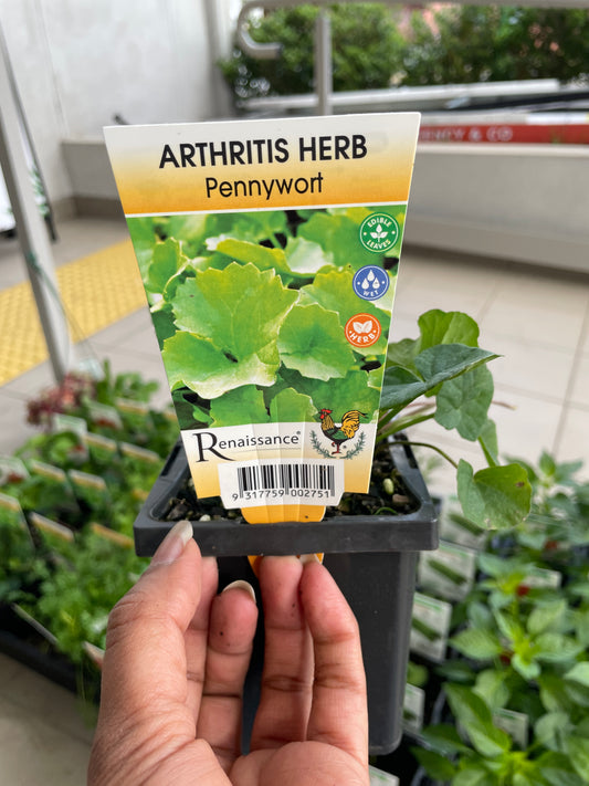 Arthritis Herb Pennywort (Gotu Kola)