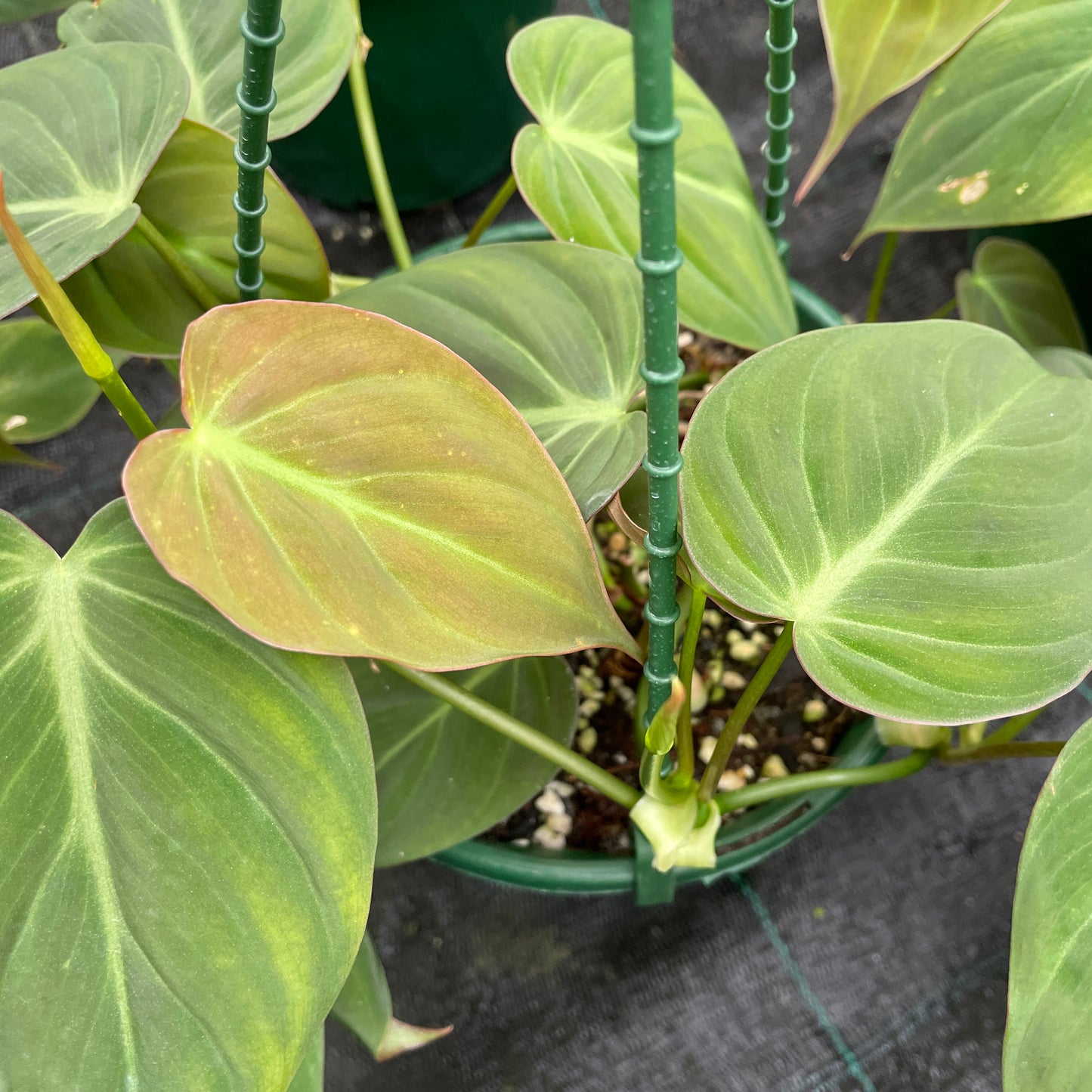 Philodendron Micans