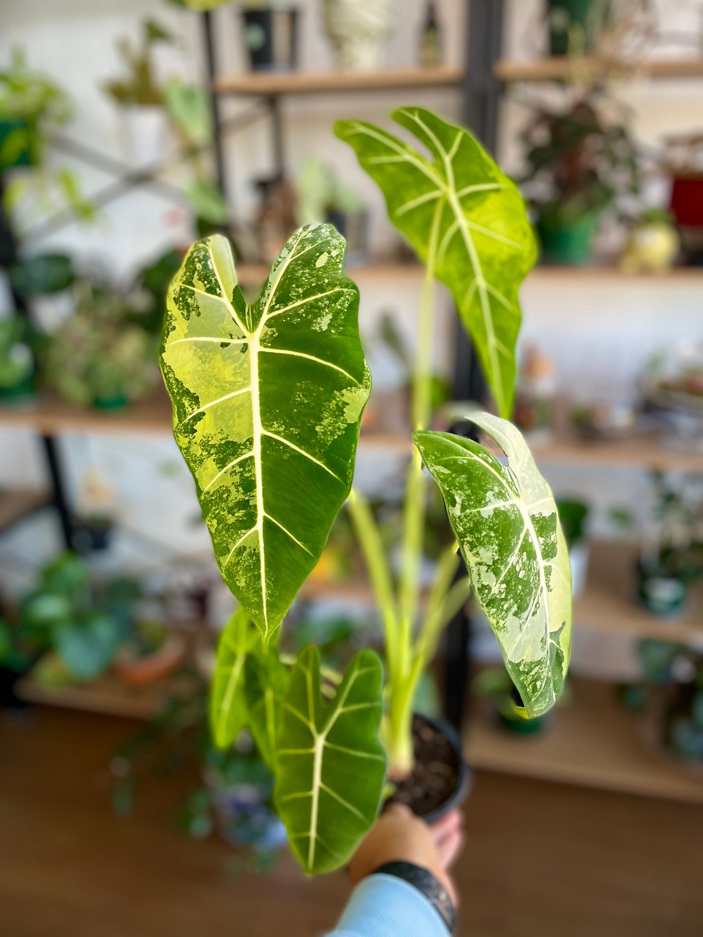 Alocasia Frydek Green Velvet Variegated