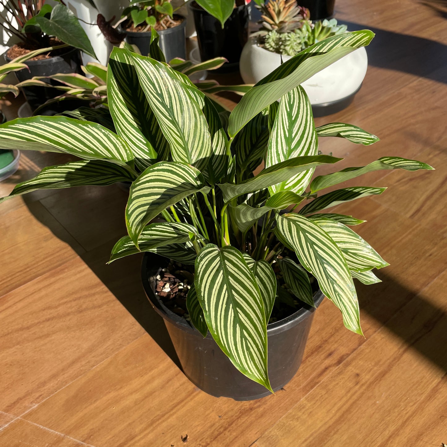 Calathea Vittata 200mm