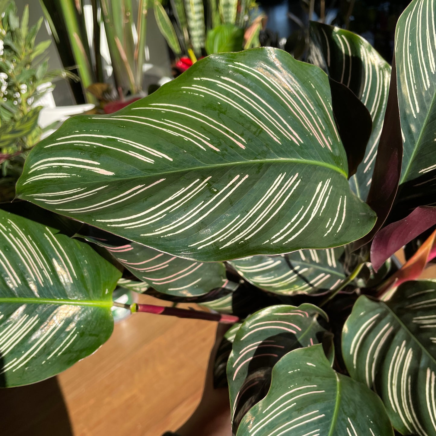 Calathea Ornata ‘Pinstripe’ 200mm