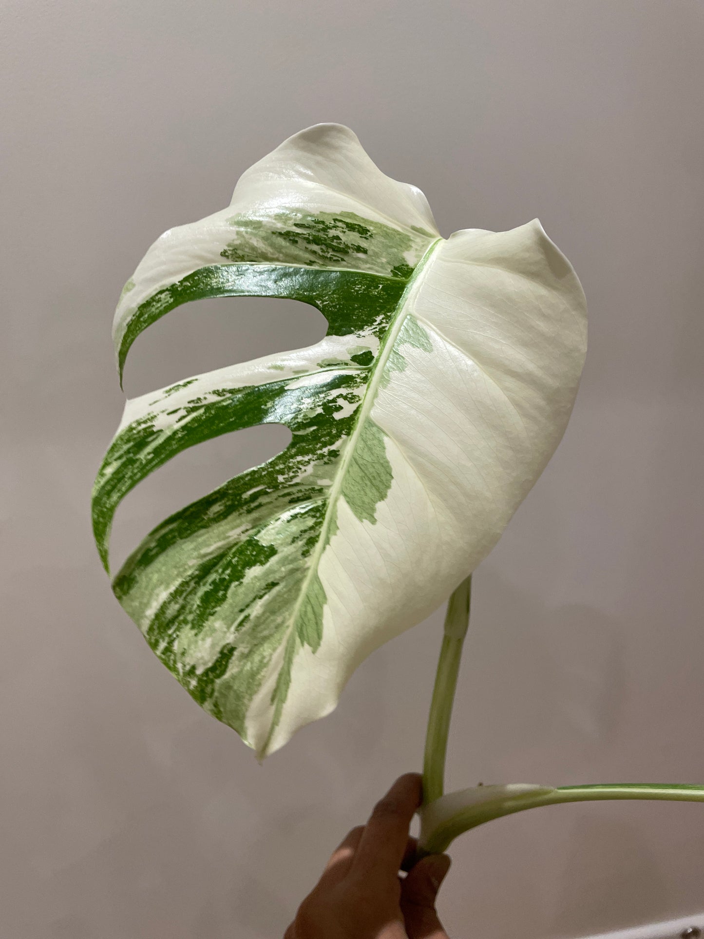 Monstera Albo (non-tissue cultured) cutting A