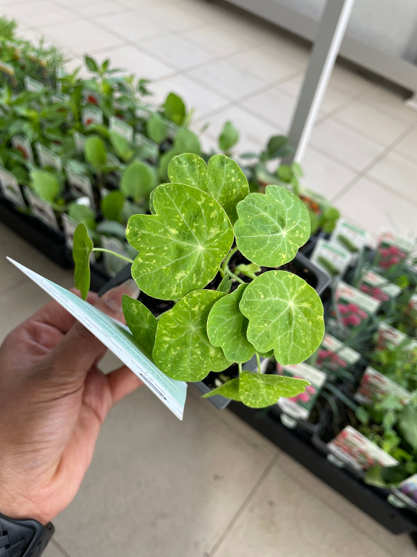 Nasturtium Alaska