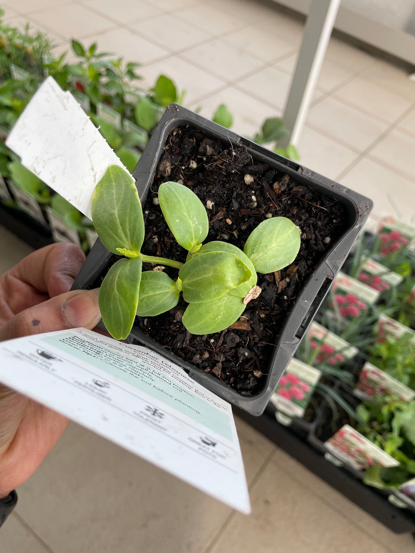 Cucumber Lebanese