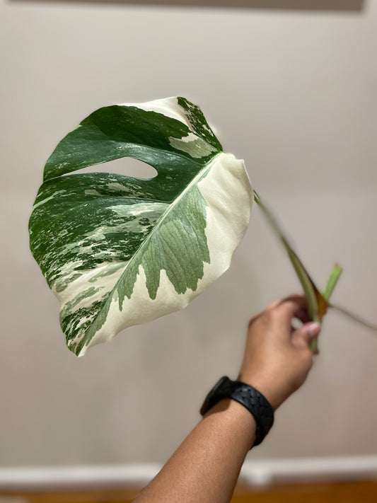 Monstera Albo (non-tissue cultured) cutting B