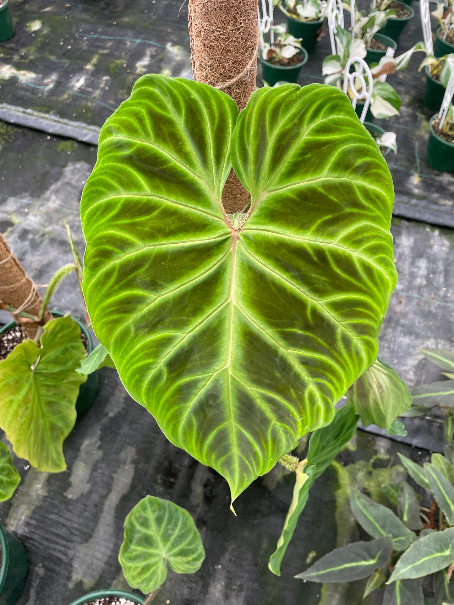 Philodendron Verrucosum