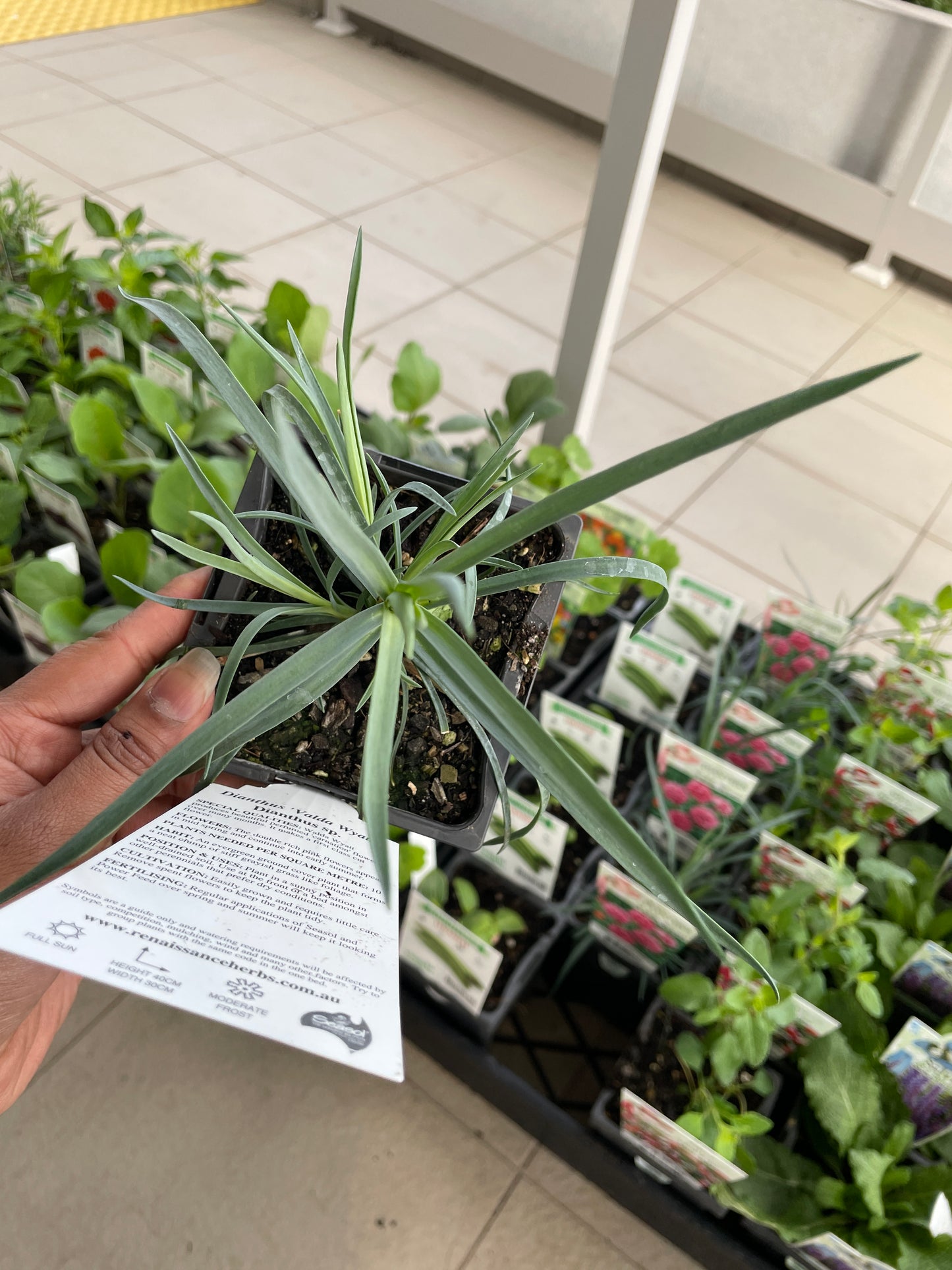 Dianthus Valda Wyatt