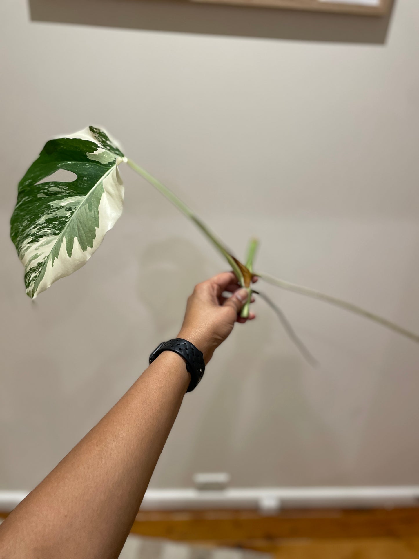 Monstera Albo (non-tissue cultured) cutting B