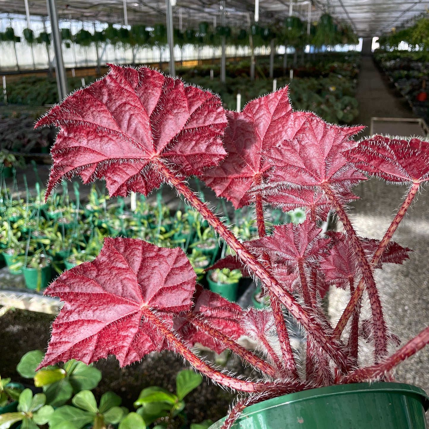 Begonia Bill Morris