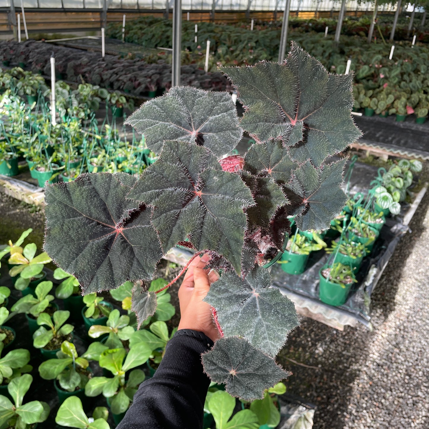 Begonia Bill Morris