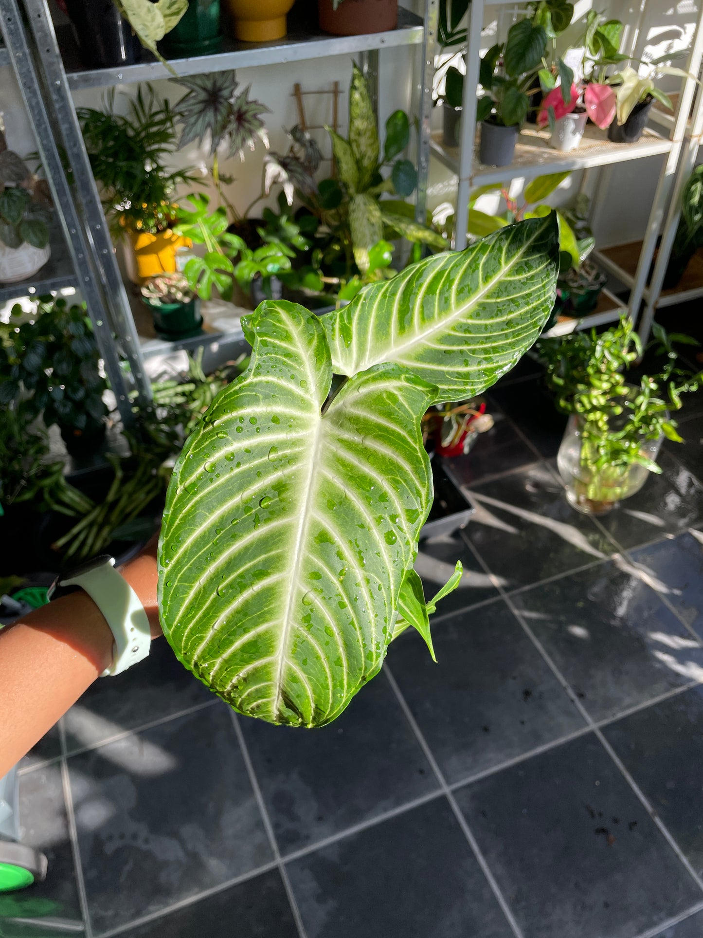 Xanthosoma Caladium