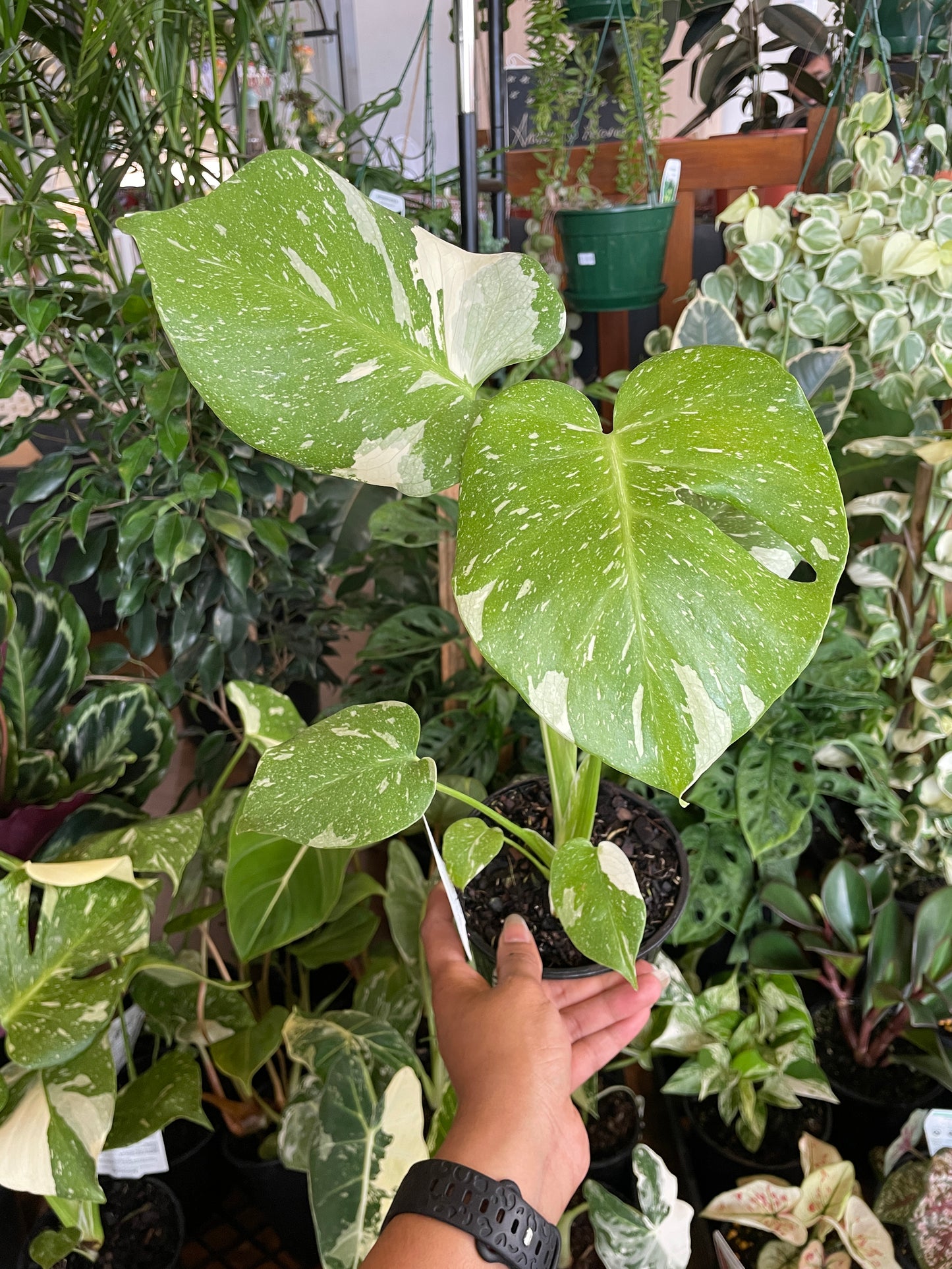 Monstera Thai Constellation