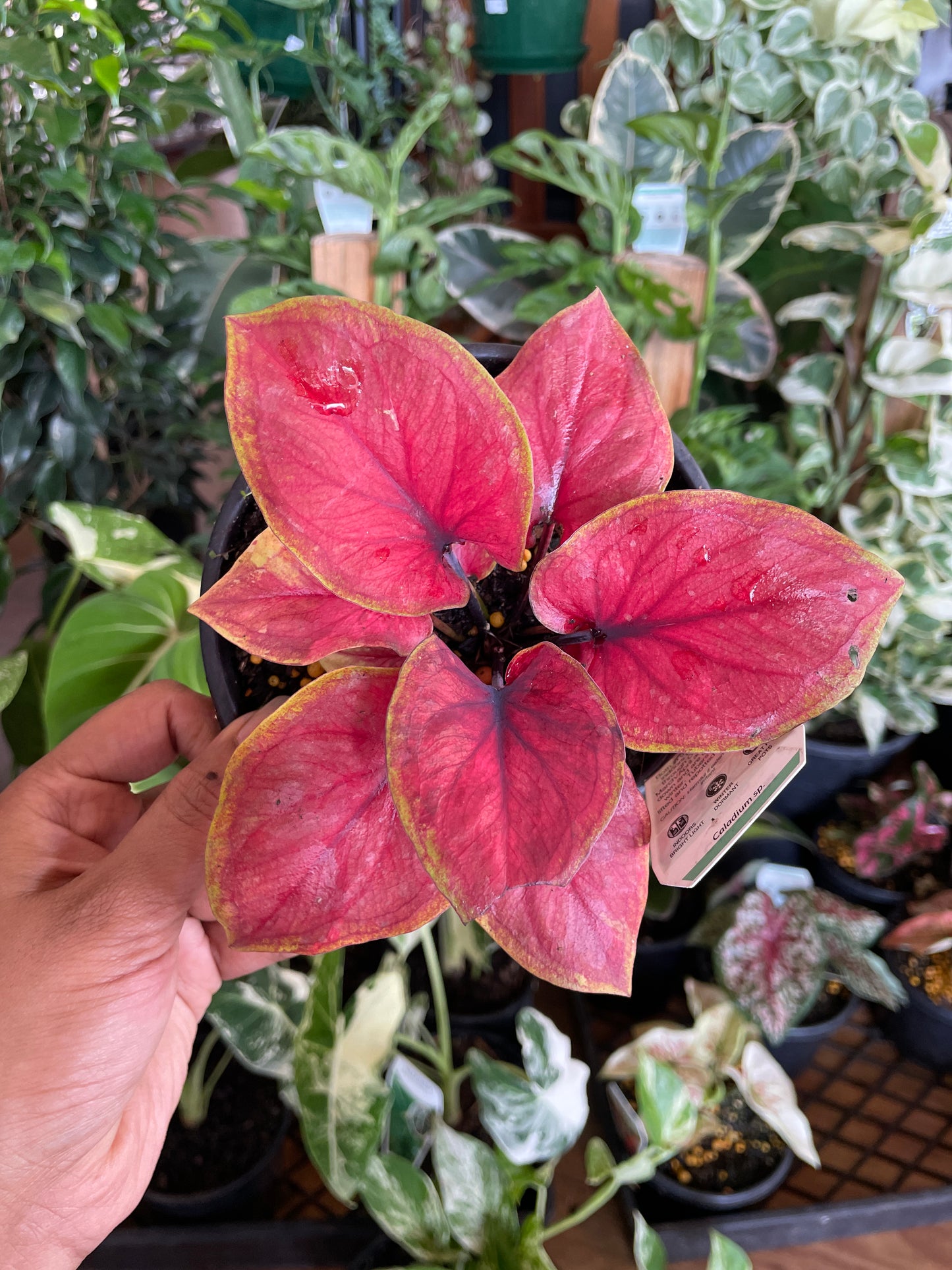 Caladium 'Candy Lace'