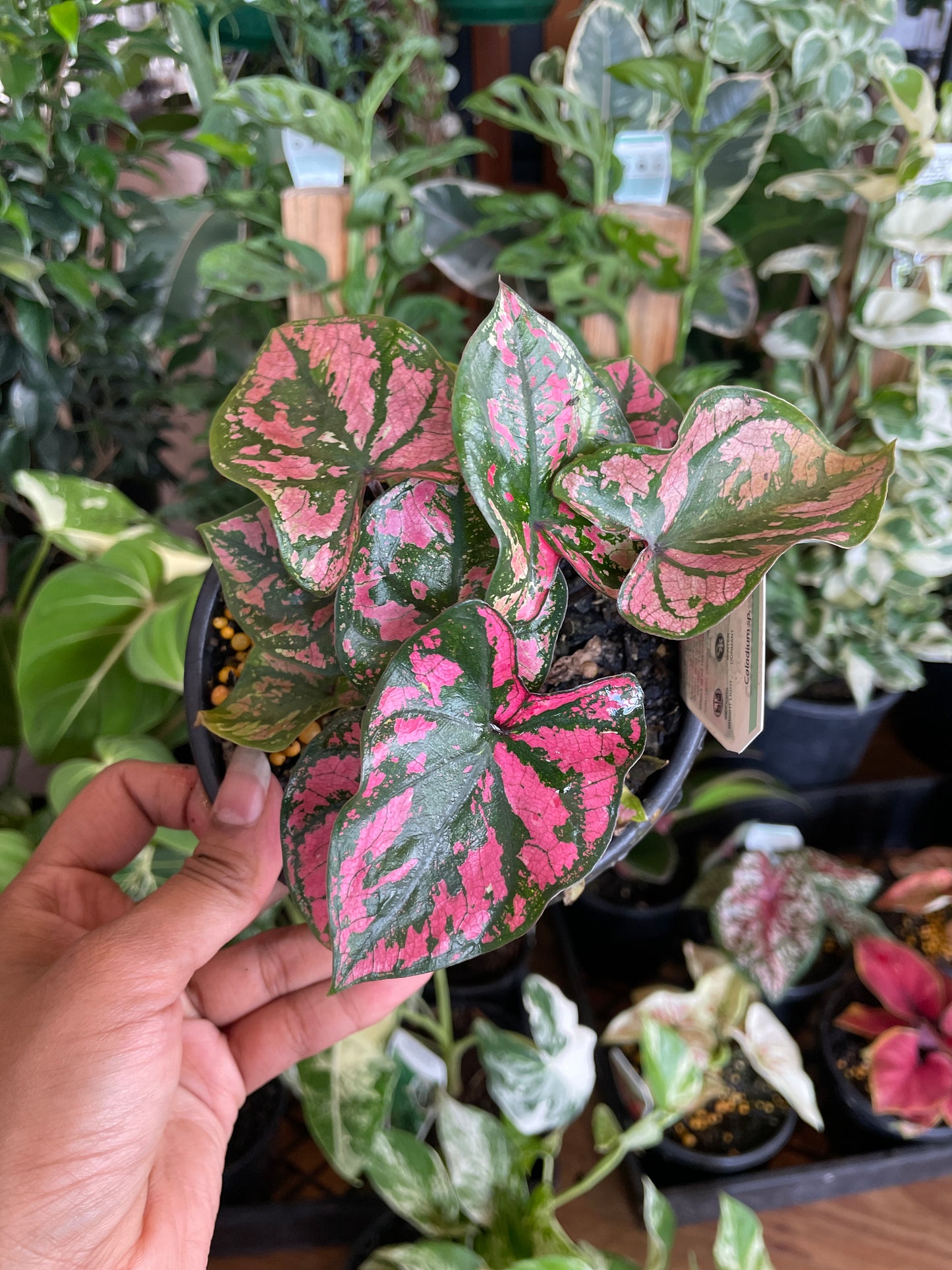 Caladium Pink Camouflage