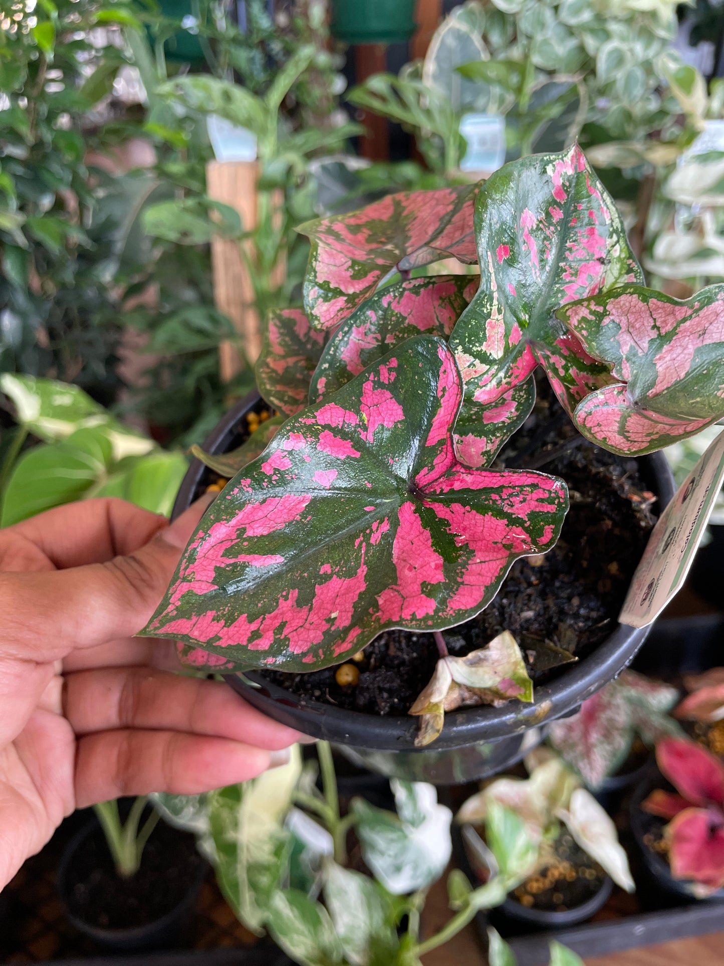 Caladium Pink Camouflage