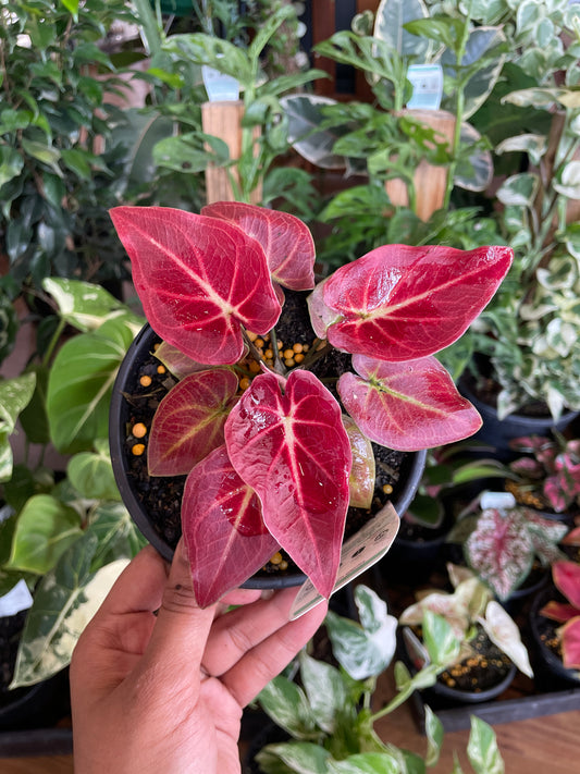 Caladium