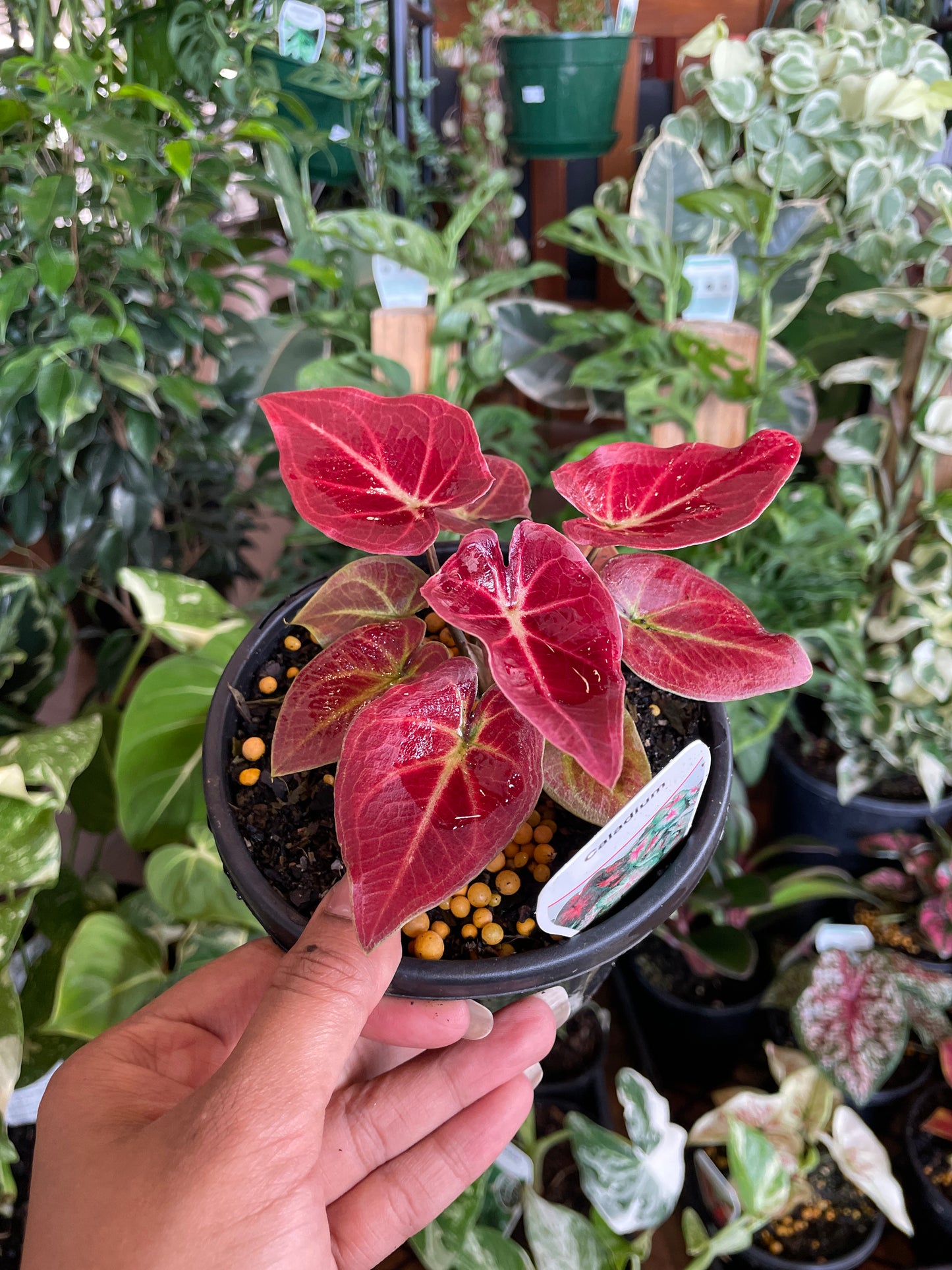 Caladium 'Candy Lace'