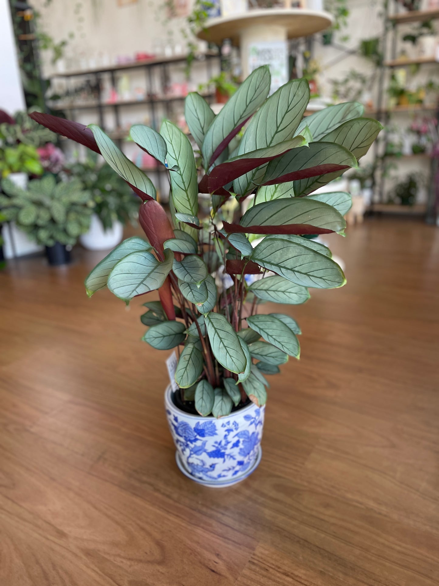 Ctenanthe Grey Star (200mm pick up only)