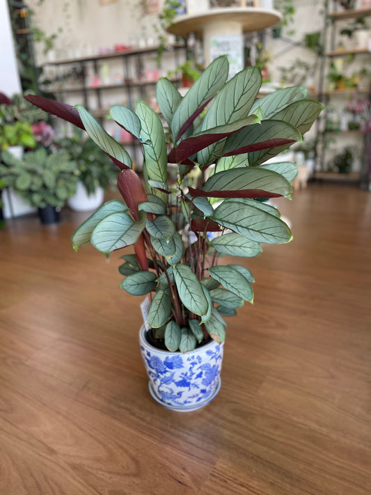 Ctenanthe Grey Star (200mm pick up only)