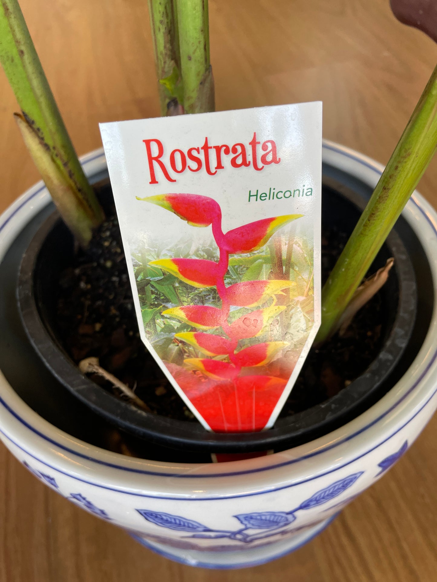 Rostrata Heliconia (200mm pick up only)