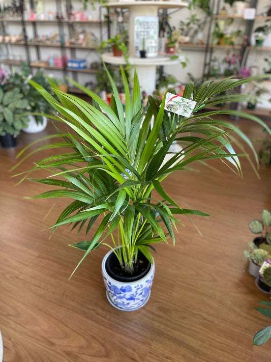 Kentia Palm (200mm pick up only)