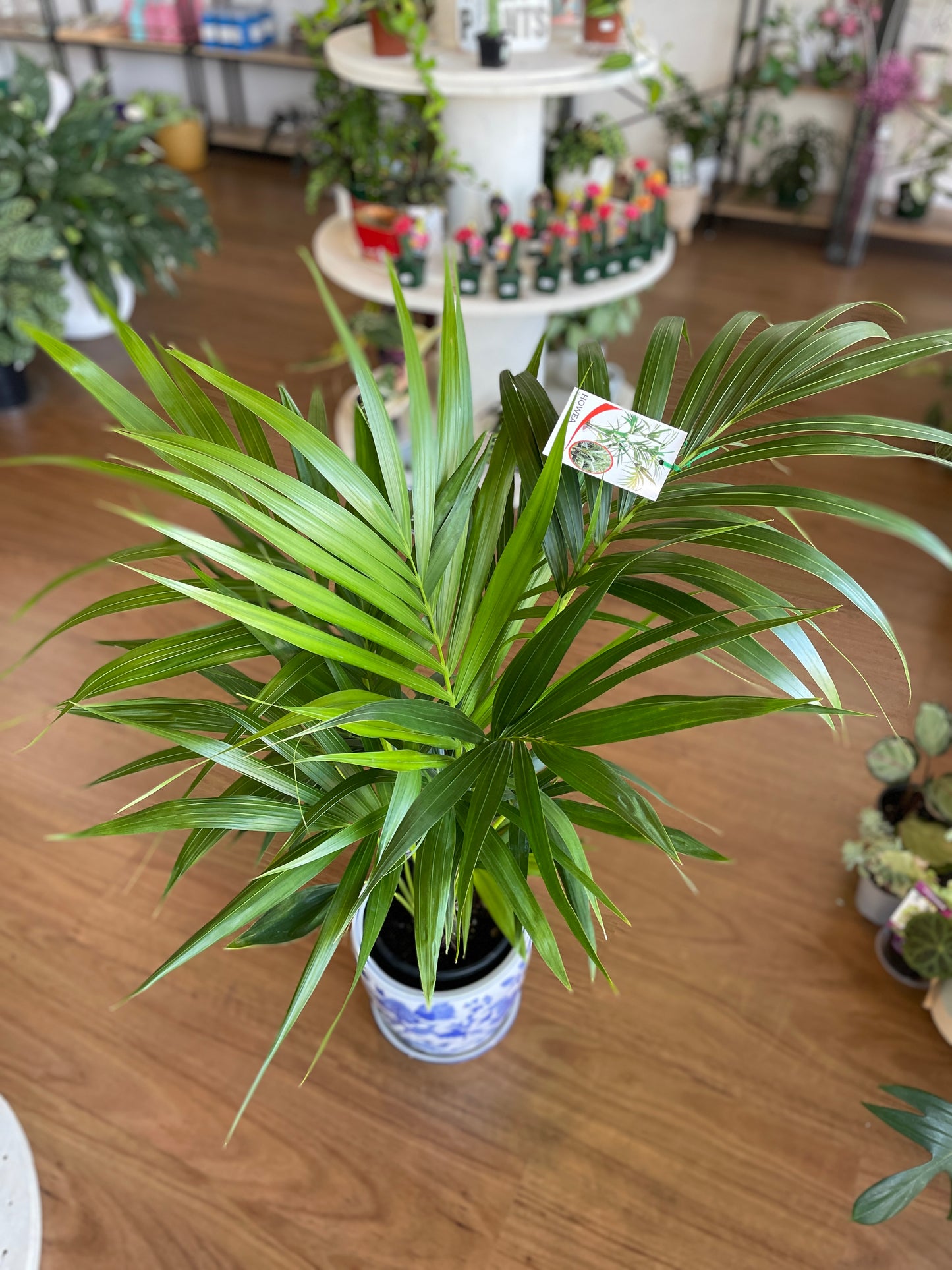 Kentia Palm (200mm pick up only)