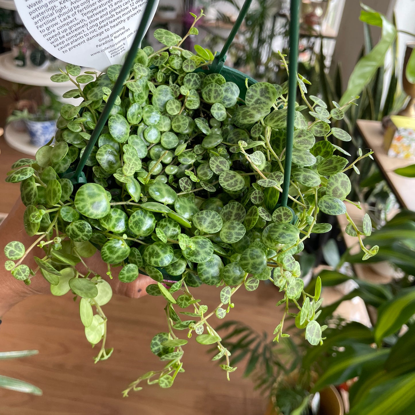 Peperomia Prostrata String of Turtles (Large 175mm pot) - Wera Plants