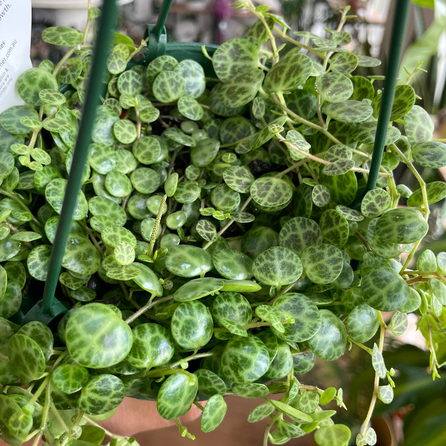 Peperomia Prostrata String of Turtles (Large 175mm pot) - Wera Plants