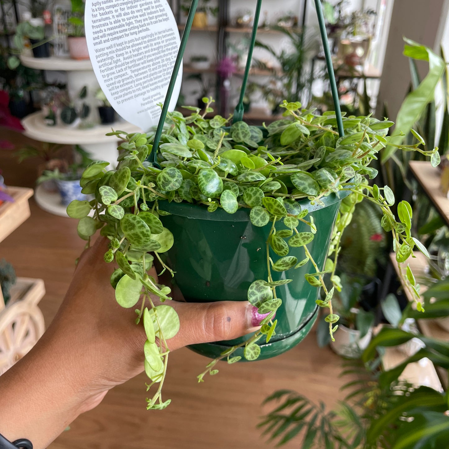 Peperomia Prostrata String of Turtles (Large 175mm pot) - Wera Plants