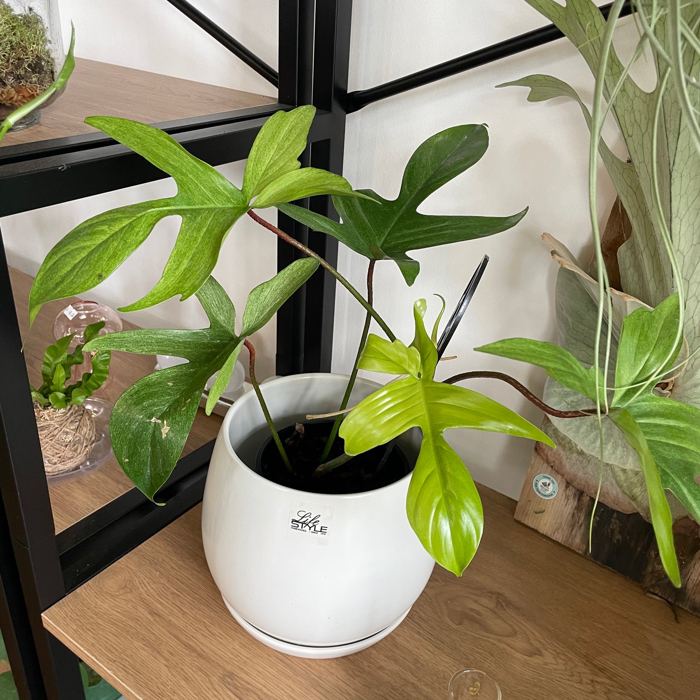 Philodendron Florida Ghost ‘Mint’