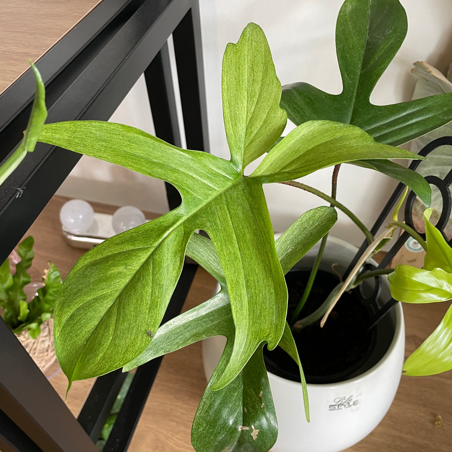 Philodendron Florida Ghost ‘Mint’