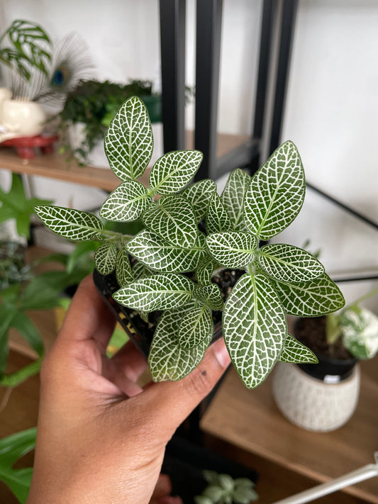 Fittonia Nerve Plant (Terrarium Plant)