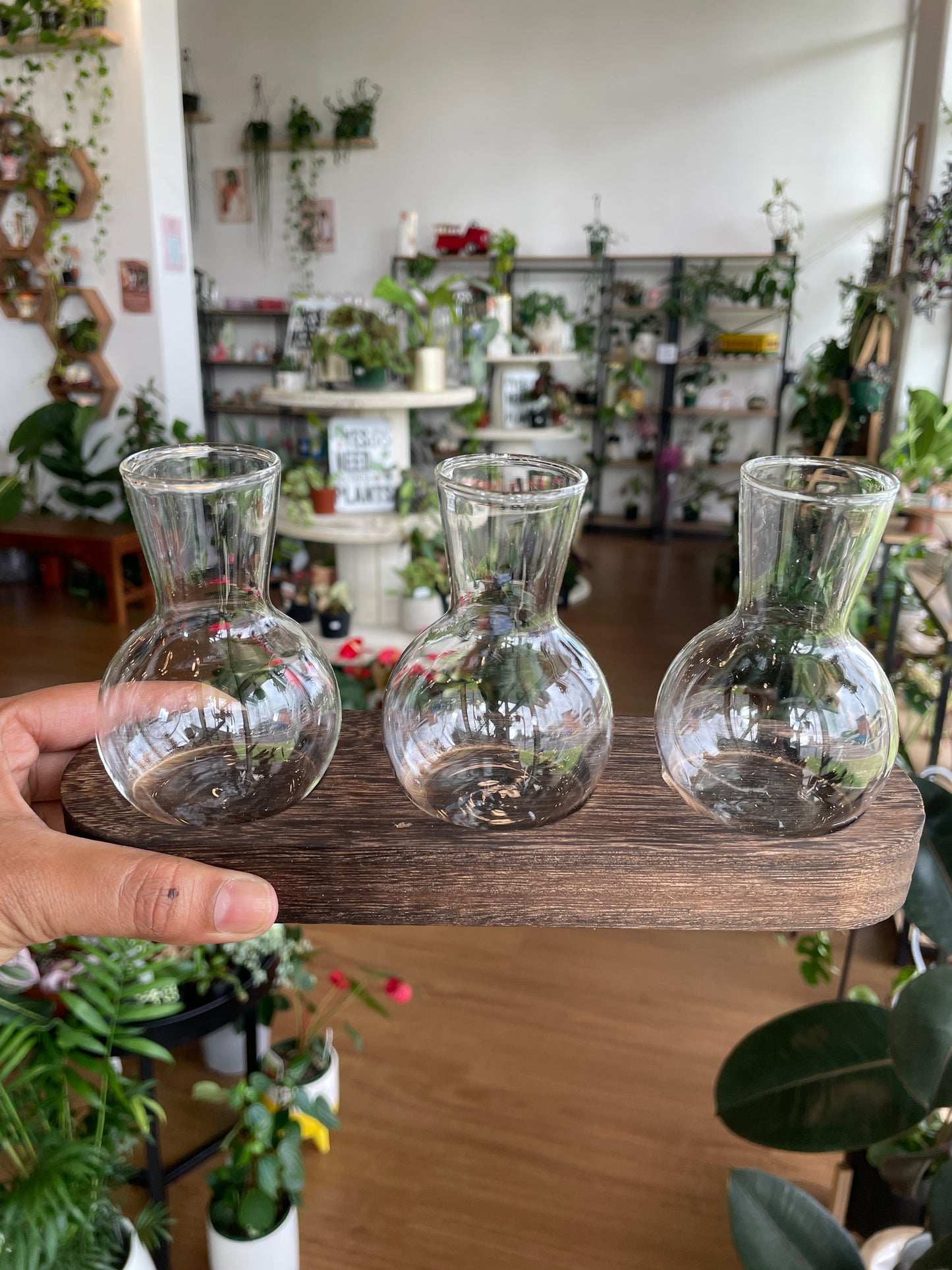 Propogating Glass Vases (3 bulbs)