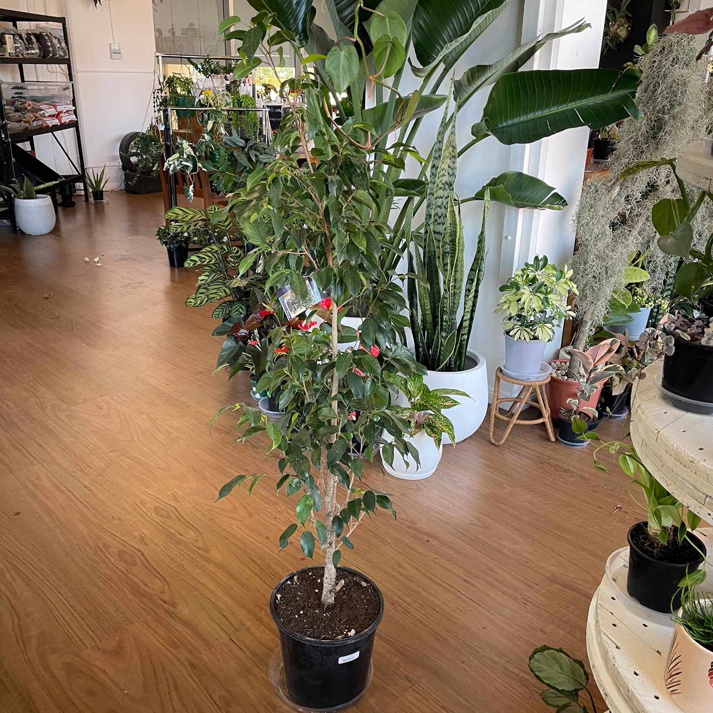 Ficus Midnight Beauty(Weeping Fig)