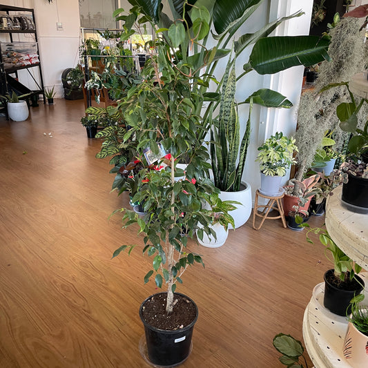 Ficus Midnight Beauty(Weeping Fig)