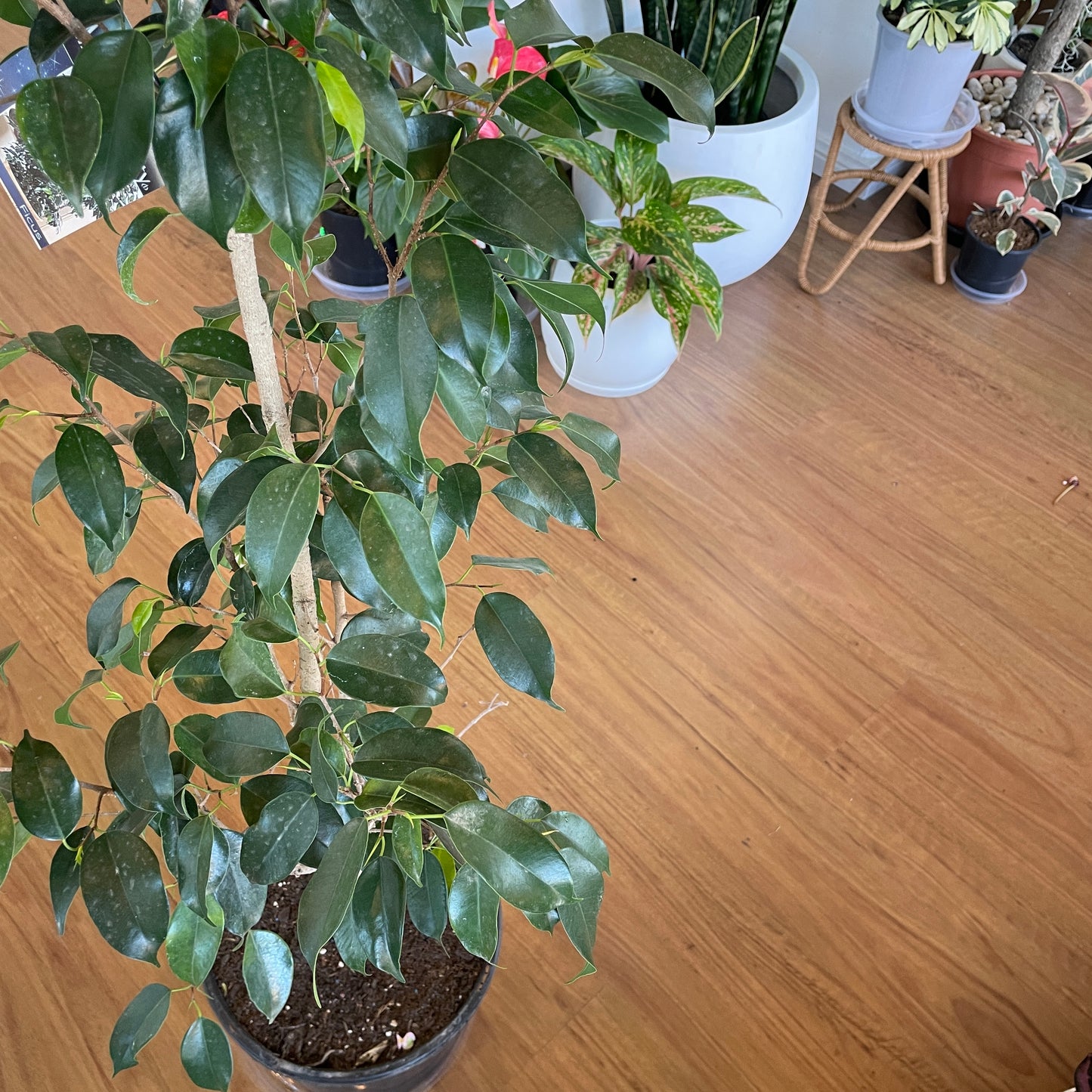 Ficus Midnight Beauty(Weeping Fig)