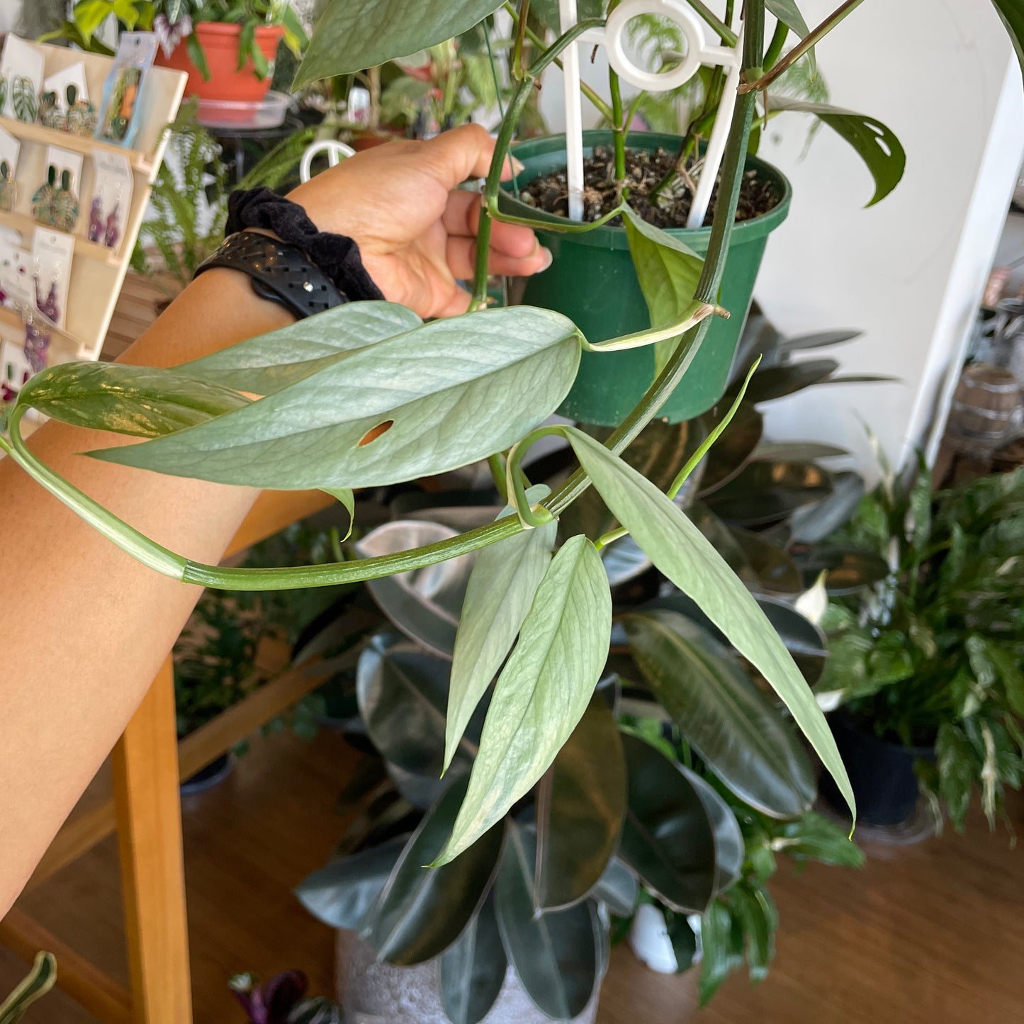 Epipremnum Pinnatum Cebu Blue Pothos