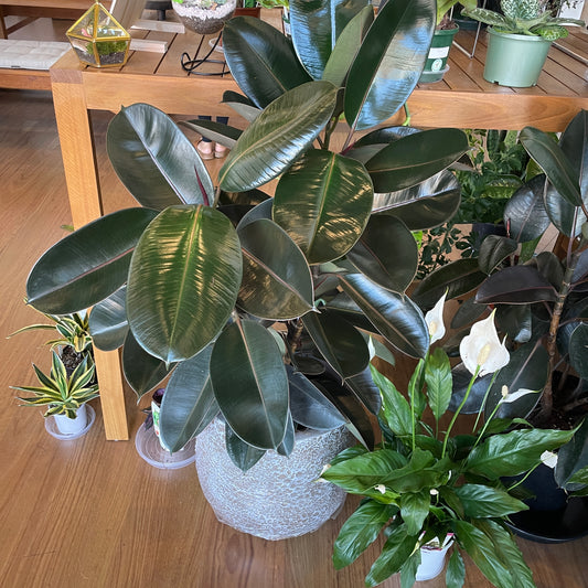 Ficus Elastica Rubber Plant