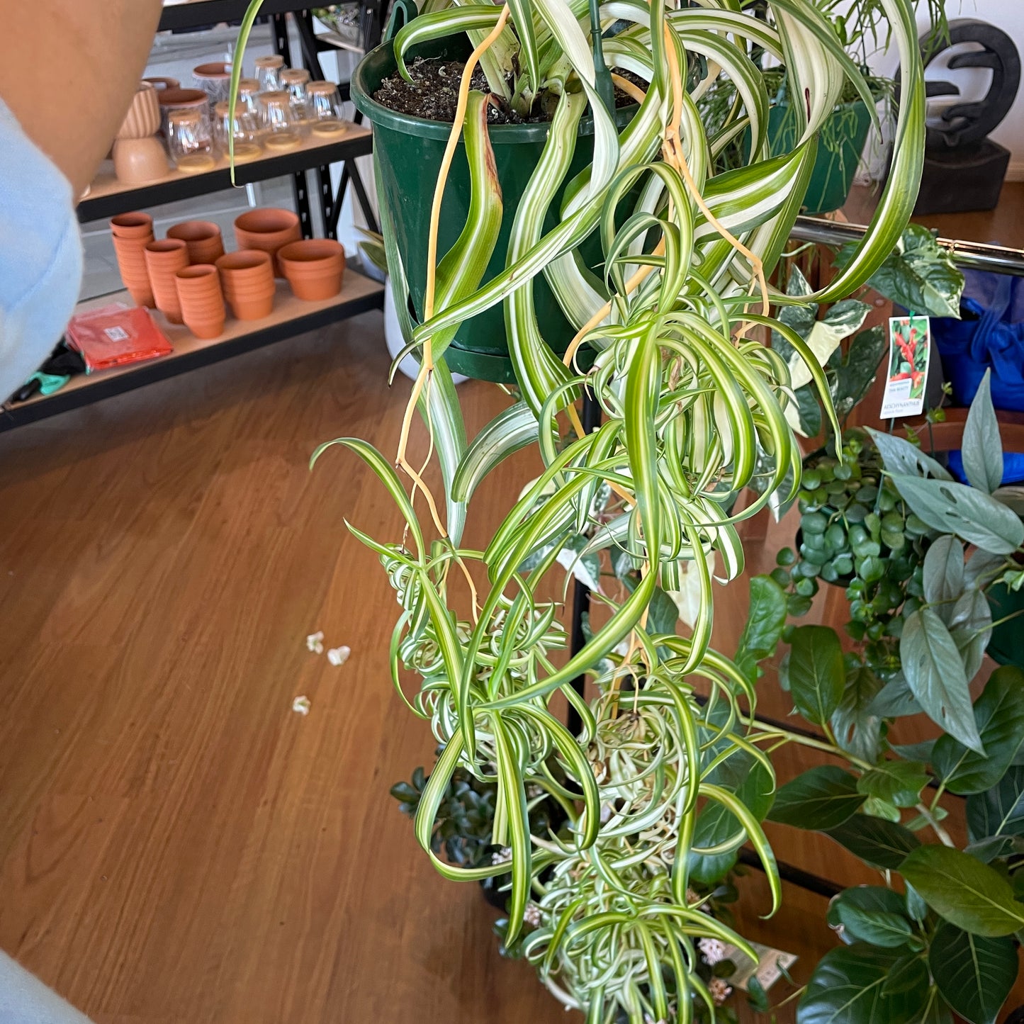 Chlorophytum Bonnie Curly