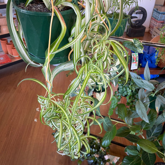 Chlorophytum Bonnie Curly