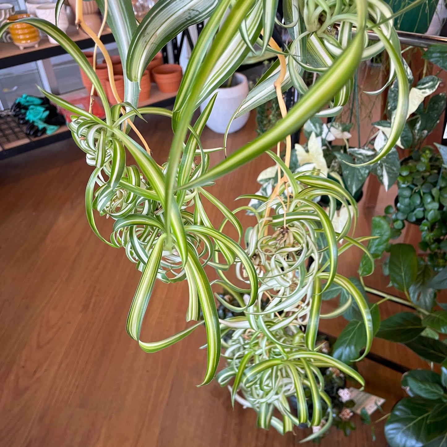 Chlorophytum Bonnie Curly