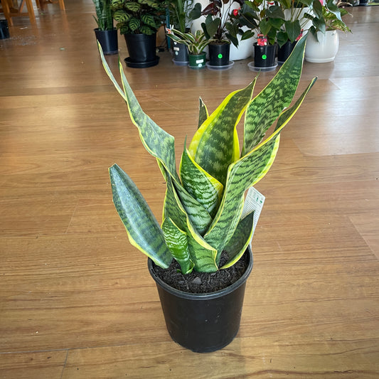 Sanseveria Snake Plant