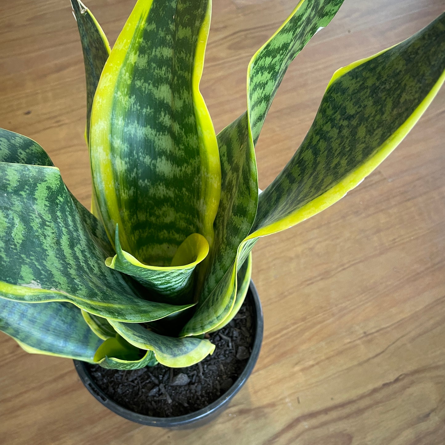 Sanseveria Snake Plant