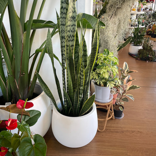 Sanseveria Snake Plant