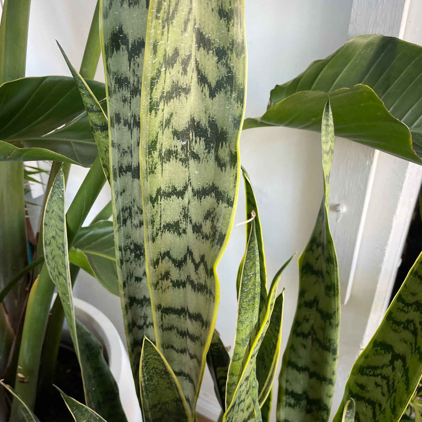 Sanseveria Snake Plant