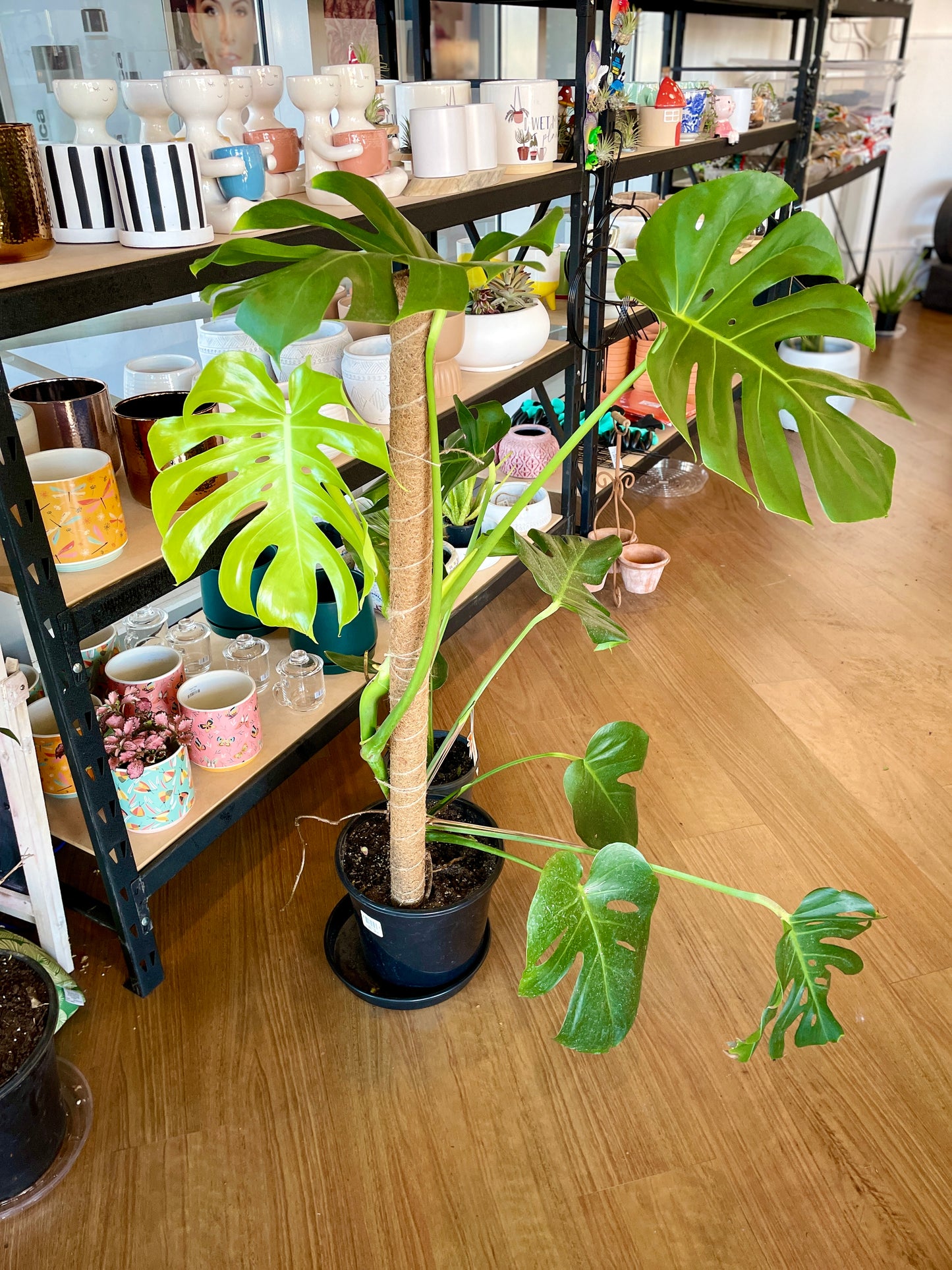 Monstera Deliciosa - Pick Up Only