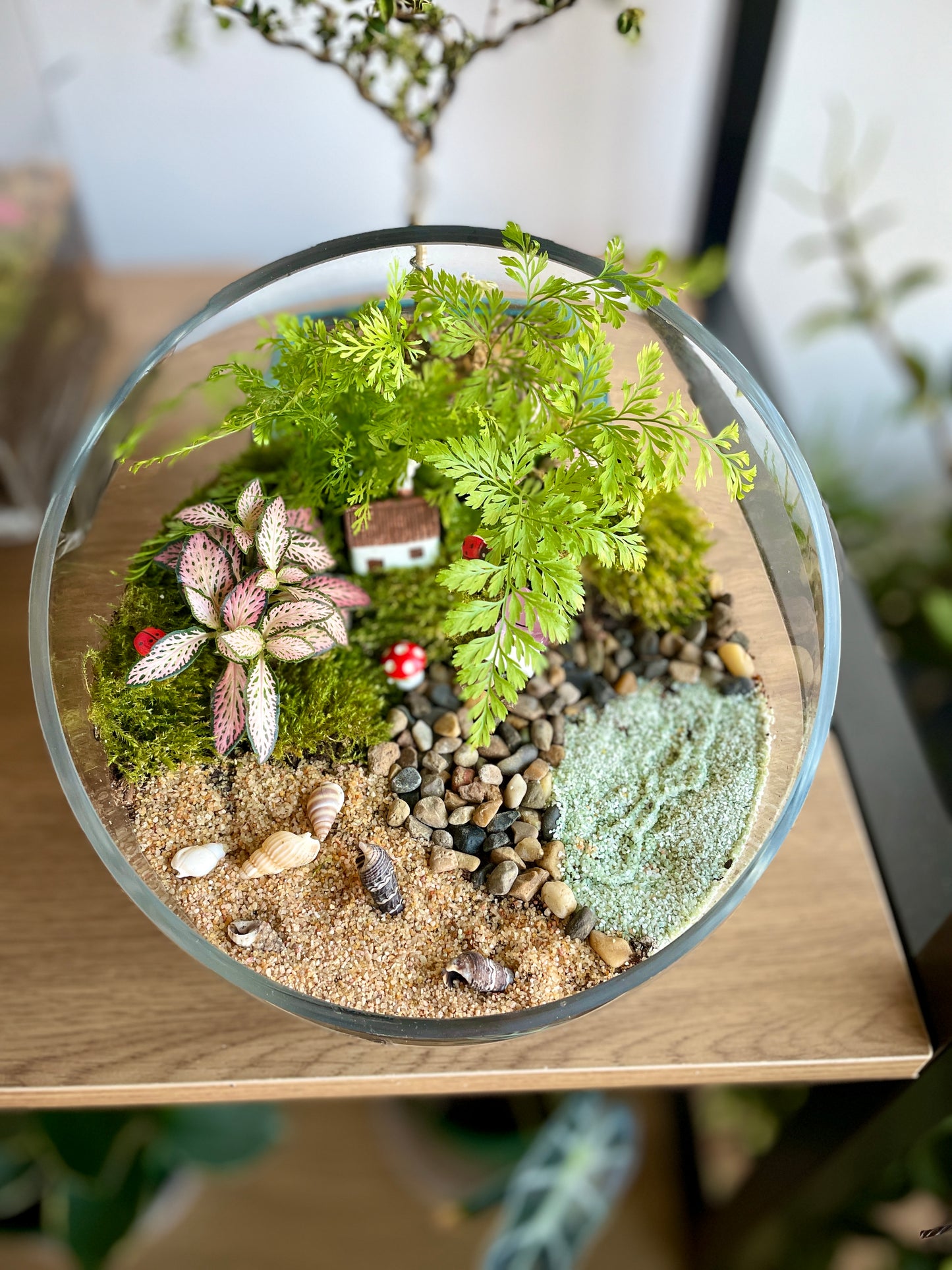 Indoor Plant Terrarium - Random (Pick-Up)