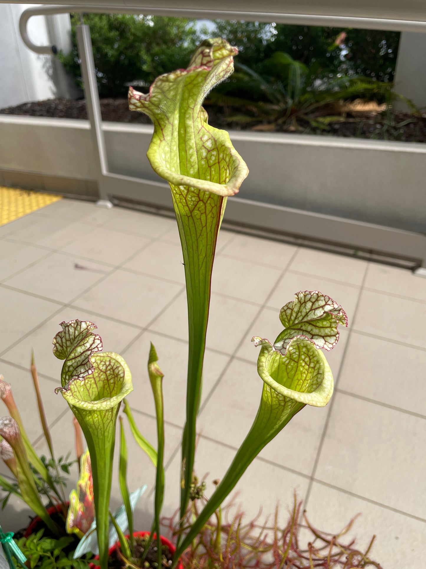 Sarracenia Hybrids (Large)