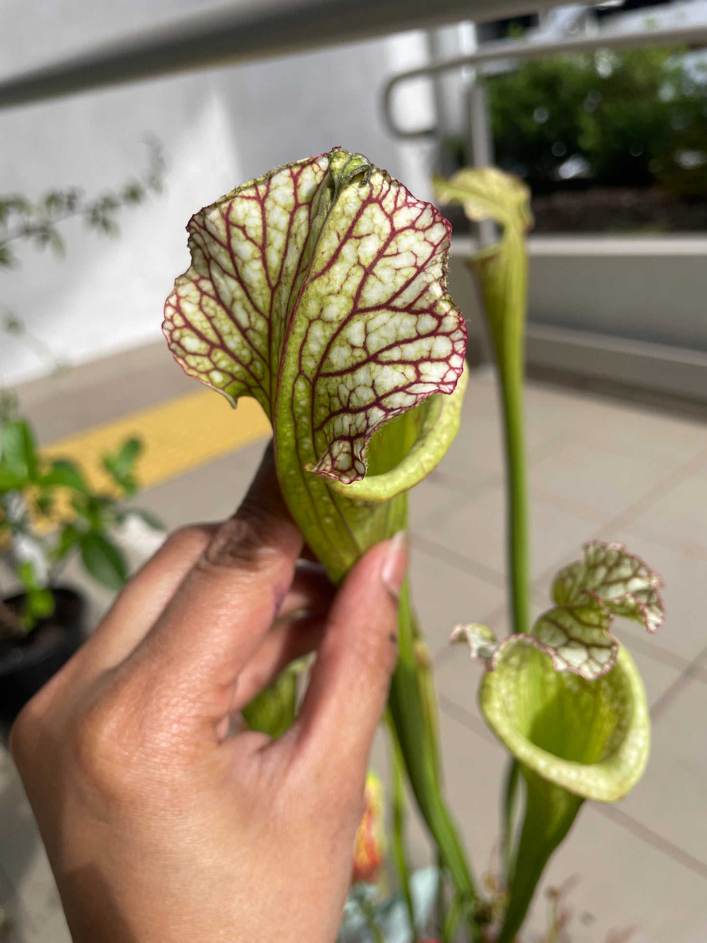 Sarracenia Hybrids (Large)