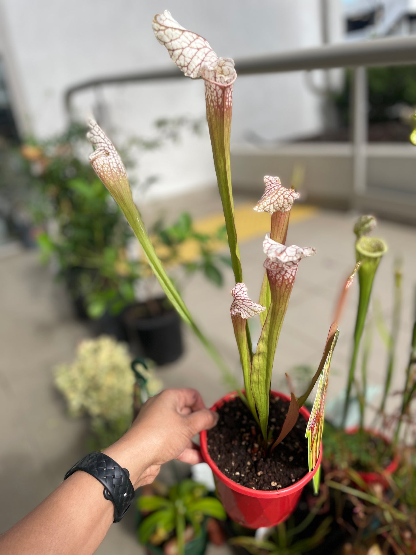 Sarracenia Hybrids (Large)